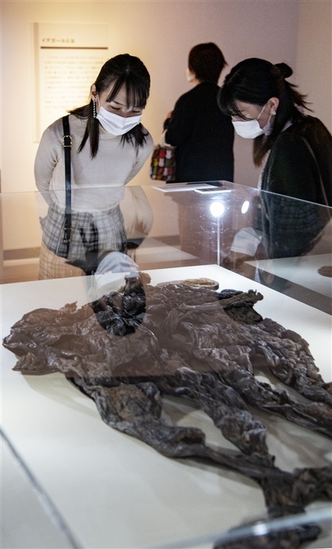 福岡市博物館 ミイラ 永遠の命 を求めて 多様な死生観と出合う 最新の科学的知見も紹介 アルトネ