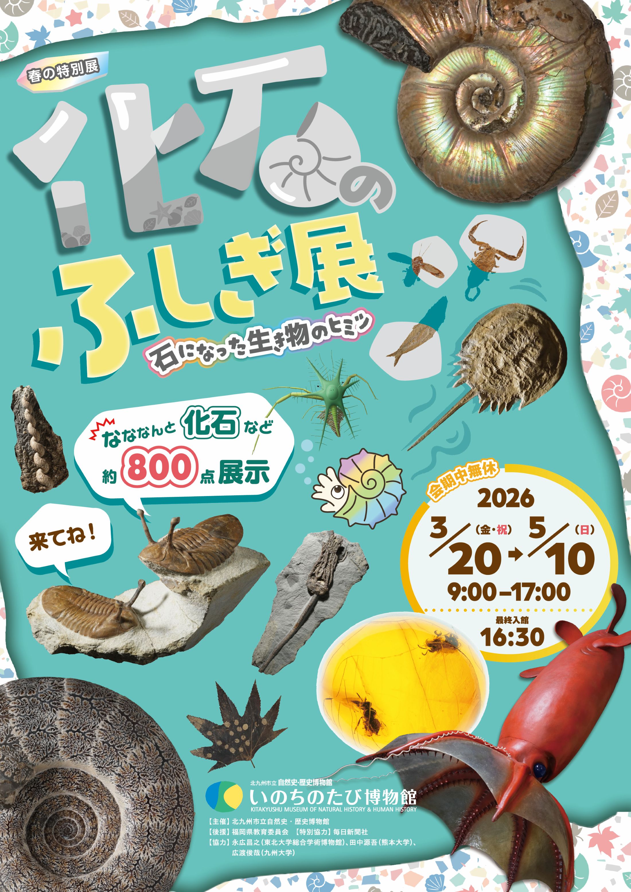 春の特別展「化石のふしぎ展 石になった生き物のヒミツ」｜ アルトネ